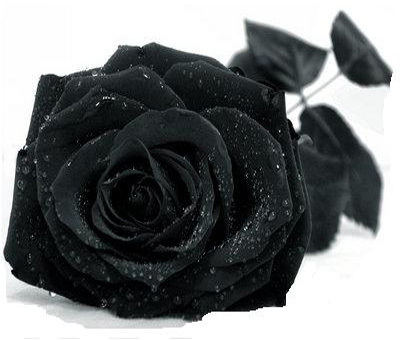 Чорні троянди часто згадують в літературі, але насправді вони не існують