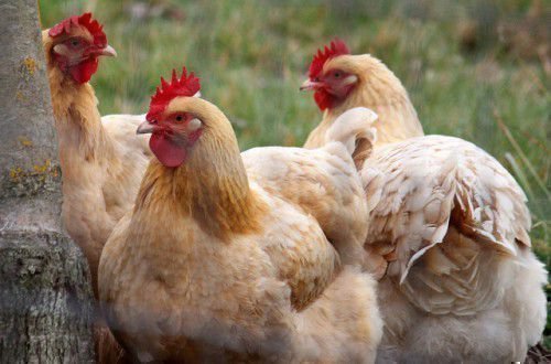 Тільки молоді кури здатні давати до трьох сотень яєць в рік, коли старі особи підійдуть тільки лише на суп