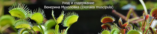 Догляд та утримання Венерина мухоловка (Dionaea muscipula, Діонея Мусціпула)   Венерина мухоловка (лат