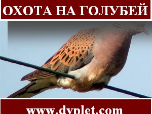 Полювання на голубів заслуговує на увагу з боку кожного мисливця, оскільки є досить азартної, складною і легкої одночасно