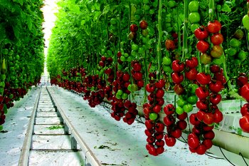 Це унікальний тепличний комплекс площею 1500 м2, в якому постійно вирощуються 80 різних сортів томатів