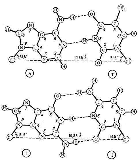 5 наведені об'ємні моделі ДНК в В - і Z-формах